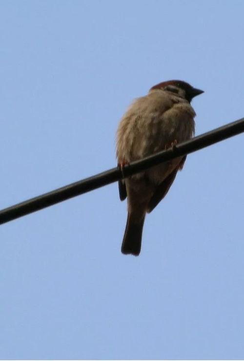 在线观看麻雀,揭秘网络影视的崛起与魅力  第2张